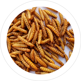 vemta de alimentos para gallinas