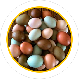 venta de huevos fertiles