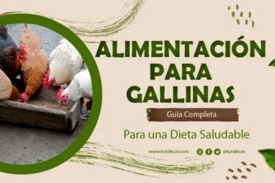 Alimentación para Gallinas Guía Completa para una Dieta Saludable
