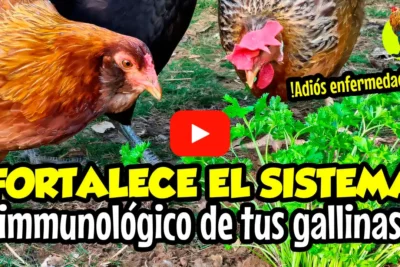 Cómo Fortalecer el Sistema Inmunológico de tus Gallinas