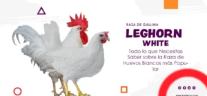 Gallina Leghorn