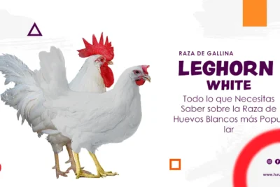 Gallina Leghorn
