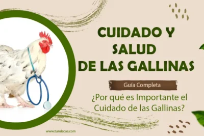 Guía Completa para el Cuidado y Salud de Gallinas