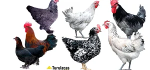 Las 10 Razas de Gallinas Más Populares para tu Granja o Jardín