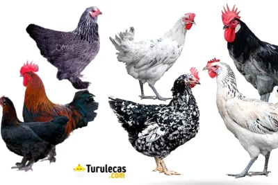 Las 10 Razas de Gallinas Más Populares para tu Granja o Jardín