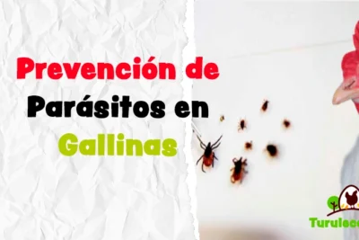 Prevención de Parásitos en Gallinas Métodos Efectivos y Naturales