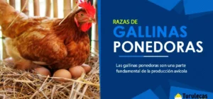 Razas de Gallinas Ponedoras