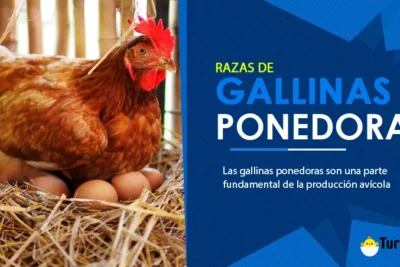 Razas de Gallinas Ponedoras