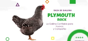 raza de gallina Plymouth Rock
