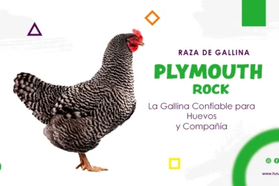 raza de gallina Plymouth Rock