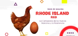 raza de gallina Rhode Island Red