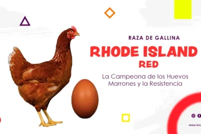 raza de gallina Rhode Island Red