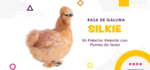 raza de gallina silkie