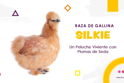 raza de gallina silkie