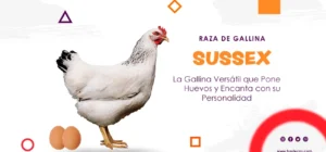 Sussex: La Gallina Versátil que Pone Huevos y Encanta con su Personalidad